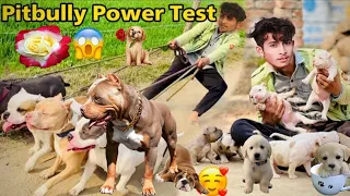 Mini Zoo Main Dog Show Kia But 😂#vlog #dogs #youtubeshorts #minivlog