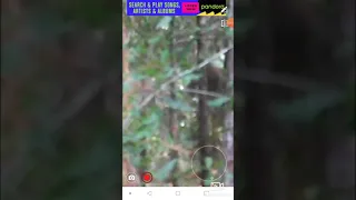 BIGFOOT CAUGHT ON FILM WATCHING COUPLE | CREEPY YET NIFTY!!