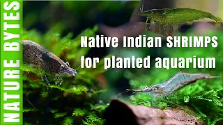 Indian Native Shrimps Behavior and Habitat| Shrimps for planted aquarium from India