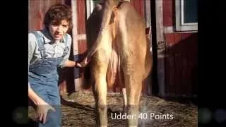 How to Show Your Dairy Heifer