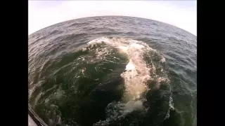 Giant Bluefin Tuna Handfeed 2014 Nova Scotia