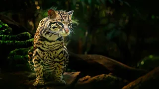 Margay: Adorable Tiny Wildcat! 🐾