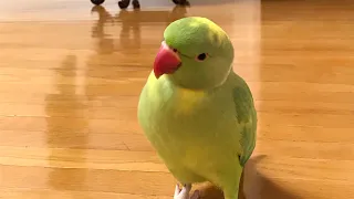 My cute parrot loves chasing me around everywhere...