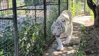 Раджа стал спортсменом) Тайган The white tiger