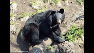 Медведи Чук и Настя обожают весеннее вегетарианское лакомство.