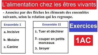 L'alimentation chez les êtres vivants 1ère année collège - Exercices