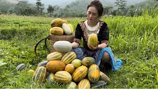 Harvesting strange forest melons goes to the market sell, Vàng Hoa, king kong amazon