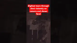 Bigfoot Tears Through Shed Violently on Camera and Shows Face!