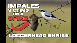 The Brutal Bloody Butcherbird - Loggerhead Shrike Facts - Animal a Day