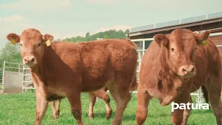 Limousin Zucht im Kellerwald | Bio Limousinzucht Dirk Wickert