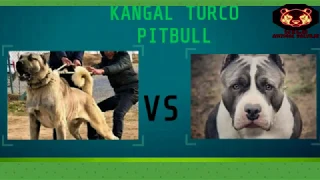 KANGAL VS PITBULL ! (UN KANGAL TURCO SE ENFRENTA CON UN PITBULL)
