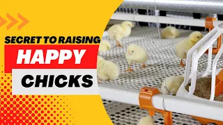 How to Make your Baby Chicks Happy and Grow Faster