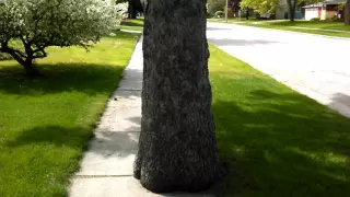 Someone Put A Tree On The Sidewalk