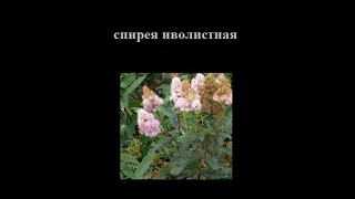 Вредные растения среднеевропейской России. Часть 2