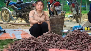 Harvest sweet potato garden to sell in the market, Make a bathroom to use water on the farm