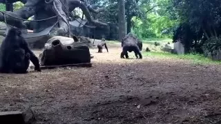 Gorillas Zoo Atlanta