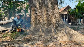 Incredible!! Cut down a large raindrop tree near the house, Stihl ms 881.