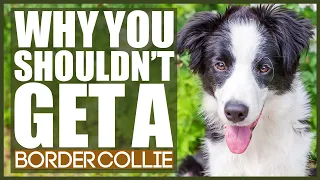 BORDER COLLIE! 5 Reasons You SHOULD NOT GET A BORDER COLLIE!