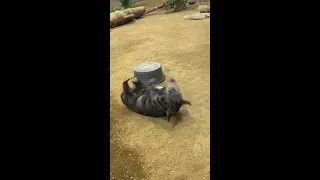 Wombat Zoomies!