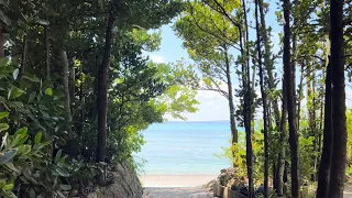 Walking in Japan Okinawa Fukugi trees in Bise（沖縄フクギ並木散歩）