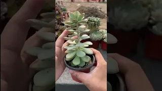 #Shorts | Succulent Tips| Xử lý khi sen đá quá cao|  多肉植物| 다육이들 | Suculentas