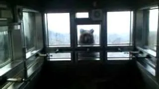 Кормление японских медведей в Ноборибецу