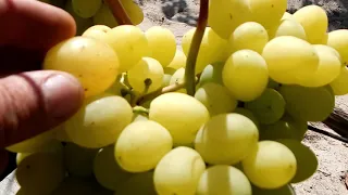 Три крупноплодных (желтые) сорта винограда. Беларусь.