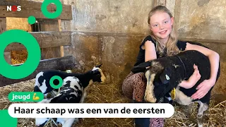 Fleurs schapen krijgen blauwtong-vaccin: 'Eindelijk weer naar buiten'