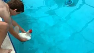 Can chickens swim?