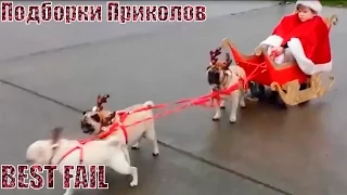 ПОДБОРКА ПРИКОЛОВ|Jokes Fail Compilation #42 Приколы Декабрь 2015 приколы жесть ржака угар ржач