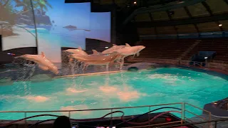 Dolfinarium Netherlands | Dolphin Show