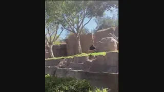Dog removed from gorilla enclosure at San Diego Zoo Safari Park