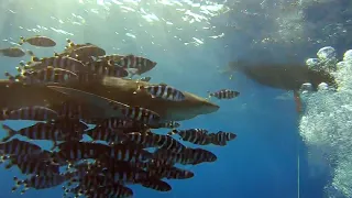 Oceanic White Tip - Shark & Yolanda (Shark attack)