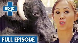 Horn Growing Into Face of 1300 Pound Bull! 🐂 | Bondi Vet Coast to Coast Season 3 Ep 1| Full Episode