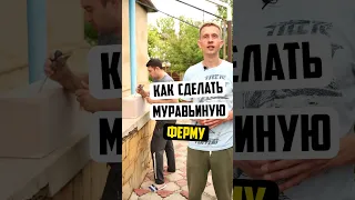 Как сделать муравьиную ферму из пеноблока