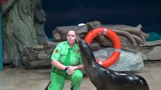 SeaWorld Абу-Даби Шоу морских котиков