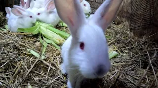 Кролика делает гнездо для крольчат Rabbit makes a nest for her babies