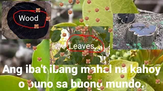 Ang iba't ibang mahal na kahoy sa buong mundo|DISKOBER