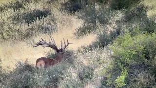 New Zealand Red Stag Hunting