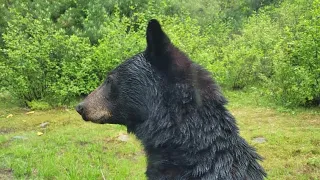 Ontario Spring Bear Hunting!