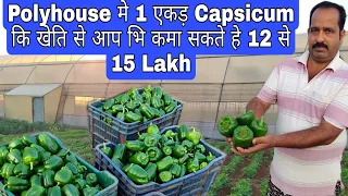 Succesful#Capsicum_Farming in Polyhouse.....#Biswal_Farming |