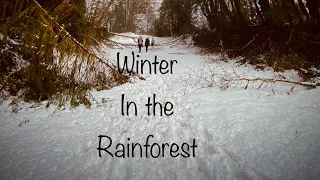 Winter in the Rainforest - AMAZING WALK!!