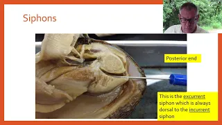 Zoology Lab 09b - Bivalve Dissection Instructions