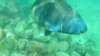 Shelly Beach Blue Groper Sings Elvis