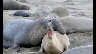 See elephant seal babies, moms at SLO County beach