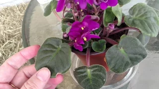 How to take care of African Violets