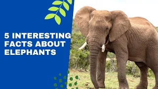 5 Interesting Facts About Elephants | Why Elephants Are Special Animals