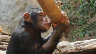 Environmental enrichment for the chimp family