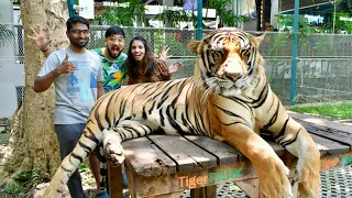 புலியுடன் ஒரு நாள் 🐅 Tiger Park Pattaya, Thailand 🐯 Lifetime Experience with Tigers 🤩