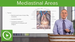 Mediastinal Areas – Anatomy | Lecturio